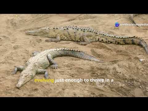 Ancient Creatures That Defied Extinction | Living Fossils of Earth