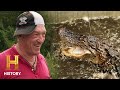 Swamp People TROY TAGS OUT WITH A MASSIVE GATOR Season 13