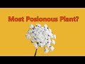 Poison Hemlock: The Most Dangerous Plant?