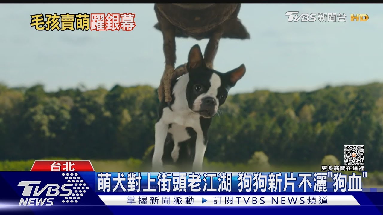 狗奴貓奴必看的電影!「復仇狗聯盟」超鬧 「我和喵喵」療癒之旅