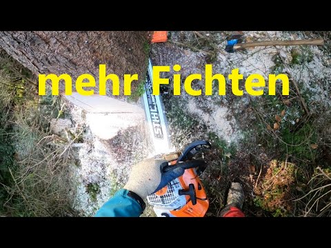 Forest work, timber removal and forest stories