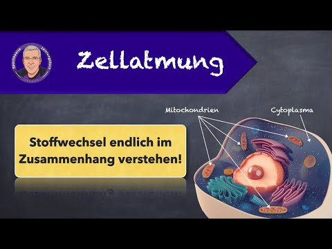 Zellatmung - einfach erklärt!