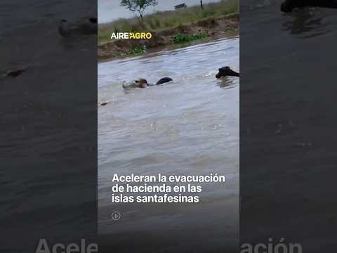 CRECIDA Y ALERTA: Evacuan haciendas en islas santafesinas 🐮