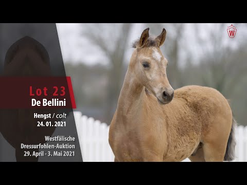 Westfälische Dressurfohlen-Auktion Lot 23 De Bellini HF v. Dating AT NRW - Hilkens Black Delight WE