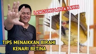 Download lagu Cara Menaikkan Birahi Kenari Betina || Tips Ternak Kenari mp3 Download lagu Cara Menaikkan Birahi Kenari Betina || Tips Ternak Kenari mp3