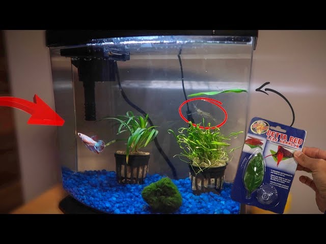 MAJOR BETTA FISH TANK REMODEL!!!