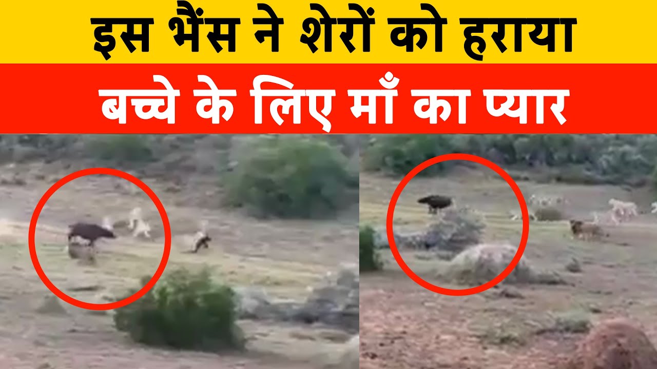 Viral Video: इस भैंस ने शेरों को हराया | Buffalo Single-Handedly Fights Off Lions to Save Its Child