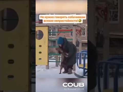 #comedy #dog #юмор #прикол #пес