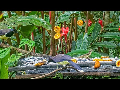 Black-chested Jays And Common Basilisk Share Panama Fruit Feeder – May 2, 2022