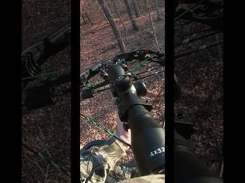 Buck dropped with crossbow!  #deerhunting #crossbow #buck