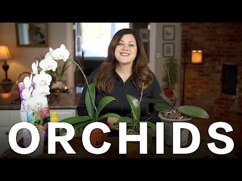 , title : 'Orchid Care Tips // Garden Answer'