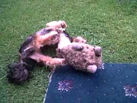 Scrappy attacks hedgehog!