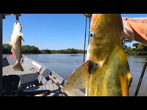 PEIXE COM CHIFRE? NUNCA VI ISSO, PESCARIA NO RIO IVINHEMA