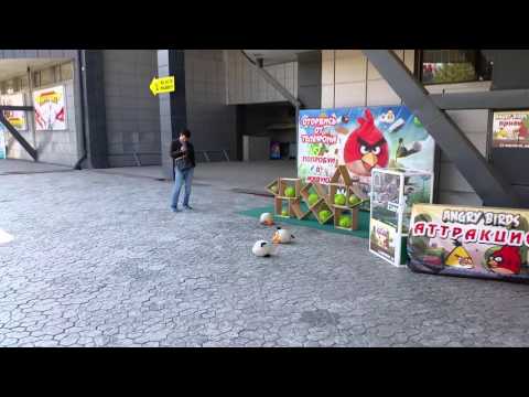 Angry birds live