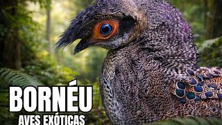 AVES EXÓTICAS DE BORNÉU | Beleza e Mistério na Floresta Tropical