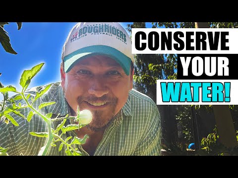 How To Grow Strawberries From Runners Tips and Tricks 2019