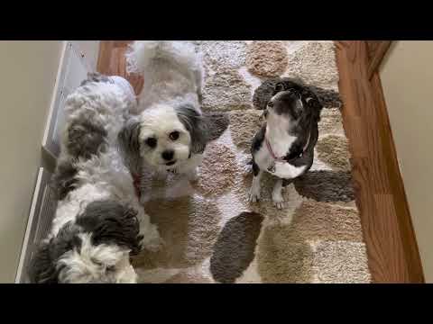 Bindi Loves to sing!￼