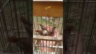 Download lagu How to Tame a Bird Emprit Kaji, Just One Day...!!! mp3