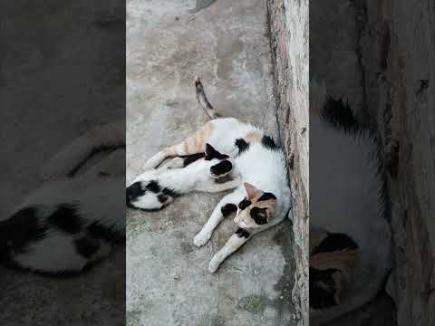 The Owner CAT Feeding the Stray Kitten ✨✨