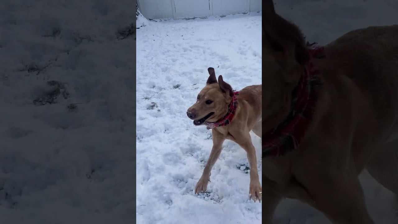 Sherpa Throw, a Adoptable Labrador Retriever in Boston, MA video 6/6