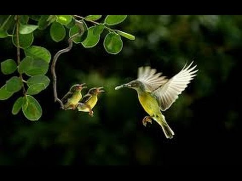 Dominica XIV Post Pentecosten