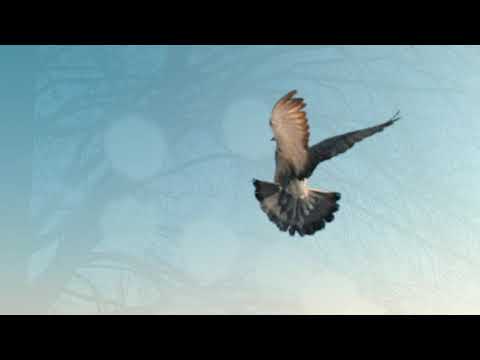 Eisland (Text und Musik: Götz Lindenberg)