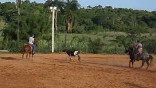Team Roping Rancho Pacheco - João H. x Pedro