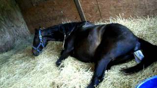 Live Horse Birth (Part 3)