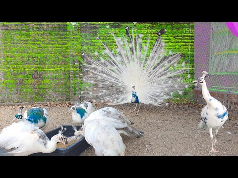 , title : 'Inside poultry Farm make $500K/Yr by rasing Peacocks'