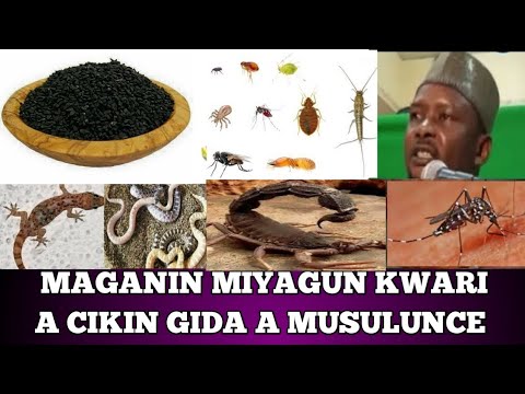 , title : 'maganin miyagun kwari a cikin gida a musulunce'