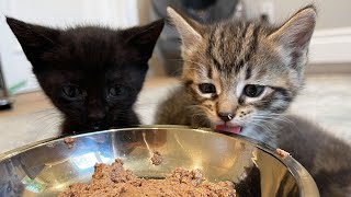 Kittens Try REAL Food For the First Time!