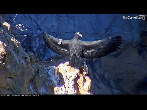 Hutton's Bowl Condor~Chick Close up ~15:14  2018/10/23