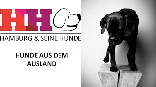 Hamburg &amp; seine Hunde | Folge 4