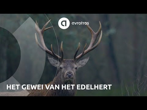 Wild in Nederland: het hertengewei