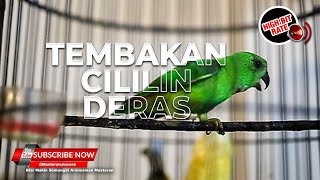 Download lagu 🔴 SERINDIT ISIAN CILILIN Tembakan Bertubi Tubi Tajam Melengking Masteran Murai Batu TOP mp3