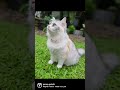 Kawaii Kira: I made you look💕 . Fluffy dilute calico kitten, Kira, meowdelling in the garden.