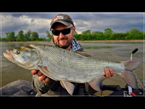 NIE BYŁO ICH WIDAĆ / wiślane bolenie w ostatnich dniach czerwca / odc. 128