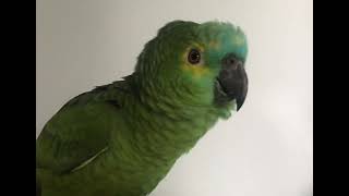 Papagaios Falantes da Mamãe - Resenha boa no sofá 