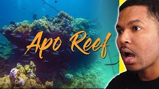 Apo Reef The Second Largest Coral Reef System in The World