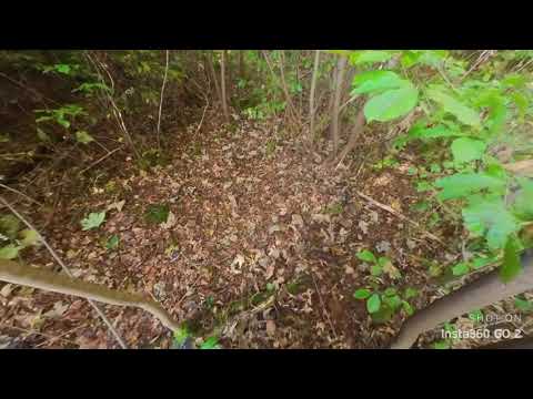 Young forest management in deciduous woodland