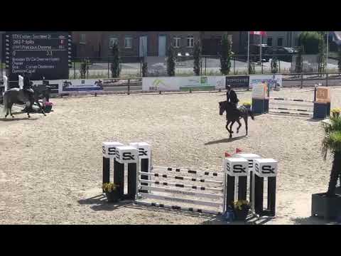 Precious Dwerse Hagen,  Cornet Obolensky x Classic Touch , mare, °2015