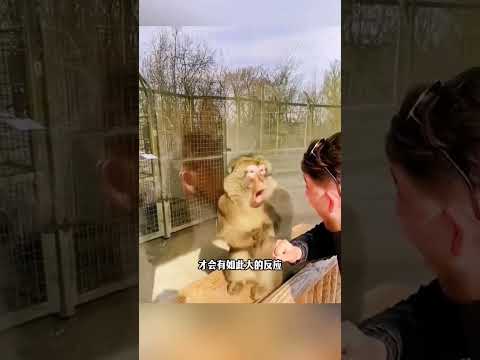 【九爷分享】当你给猴子变魔术，会让猴子瞬间怀疑人生#涨知识#科普