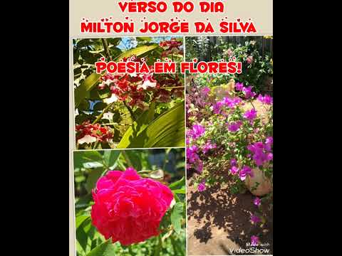 Homenagem a Deodápolis