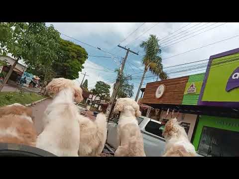 Desfilando em Alto paraíso Go 