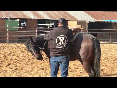 Iniciando potro a la rienda charra. Cómo usar un filete para dar rienda semana #1