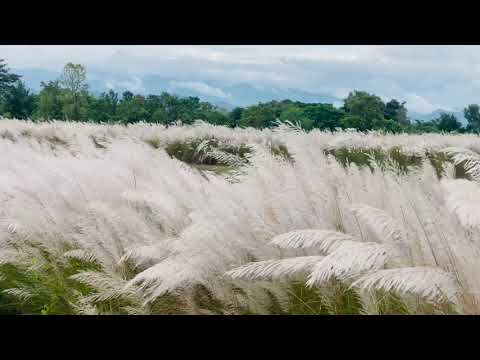 White Flowers 🤍🌸#urlabari #nepal 