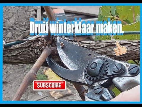 , title : 'Druif snoeien voor de winter. (druif winterklaar maken)'