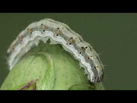 AGRO PREPORUKA - Zaštita povrća od štetočina