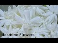 Jasmine Plant Growth Jasmine Jasmineplant Mallechettu Mogra Mograplant Viralvideo Plants