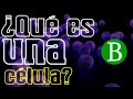 ¿Qué es una célula? | Biología Desde Cero